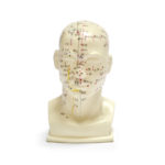 Modelo acupuntura china cabeza